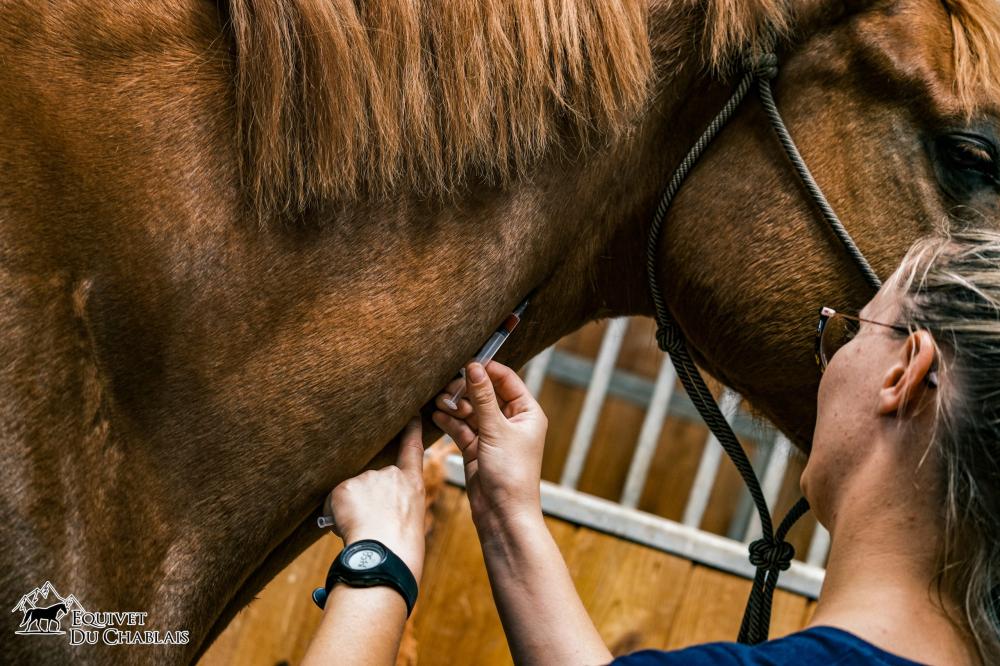 prise de sang sur cheval