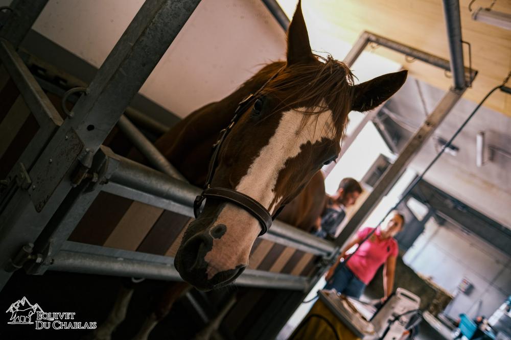 suivi médical pour chevaux à Bons-en-Chablais