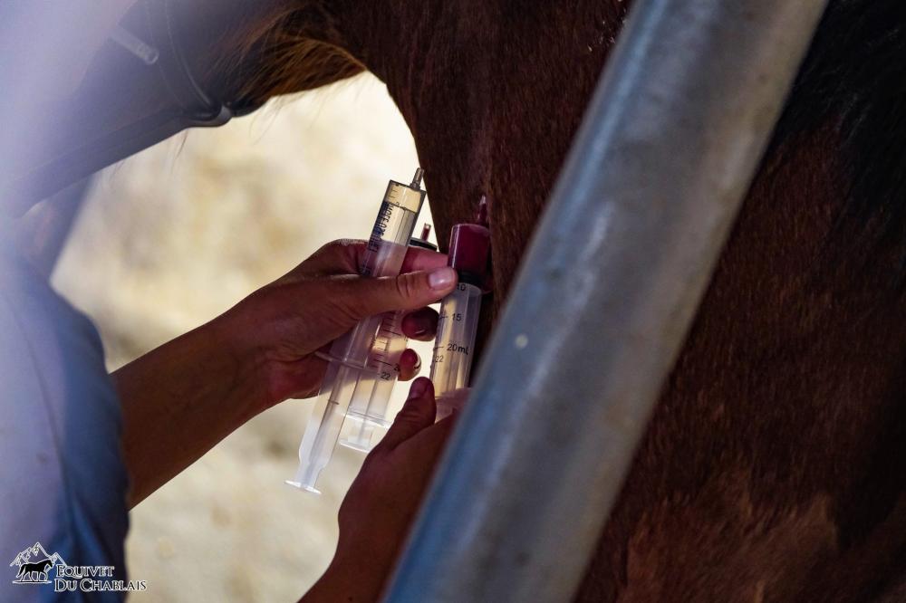 prise de sang sur cheval