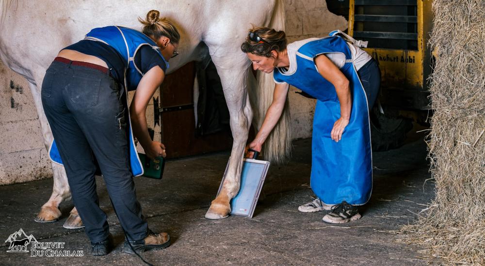imagerie équine à Bons-en-Chablais