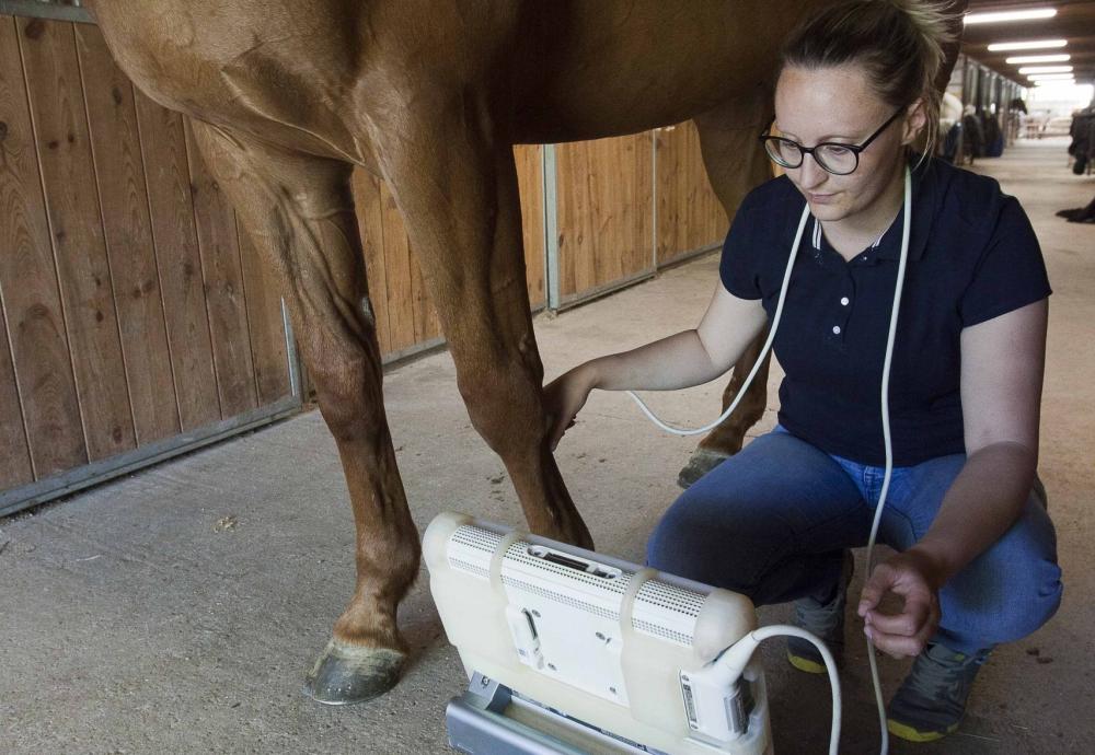 echographie sur cheval