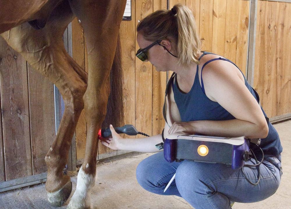 physiothérapie équine à Bons-en-Chablais
