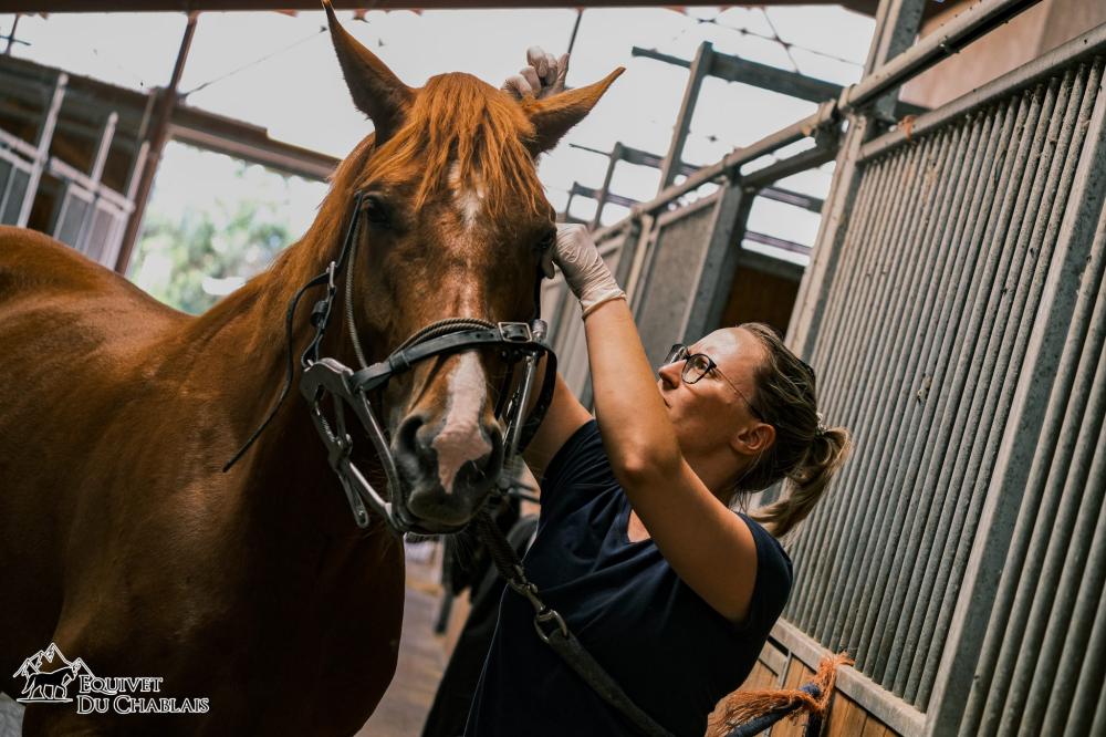 auscultation dentaire sur cheval