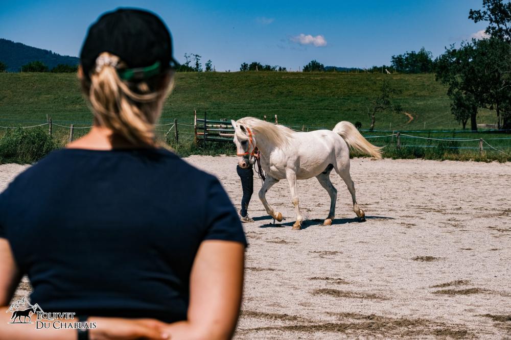 diagnostic orthopédique d'un cheval