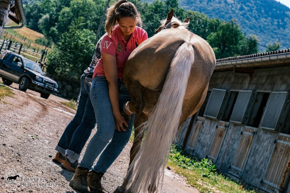 suivi médical équin à Bons-en-Chablais