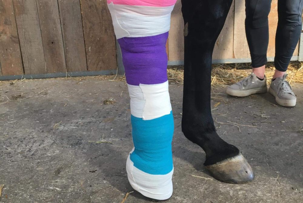 bandage sur postérieur de cheval
