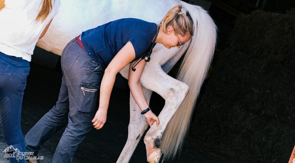 diagnostic orthopédique d'un cheval
