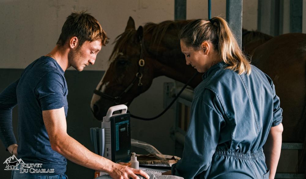 vétérinaires équins à domicile
