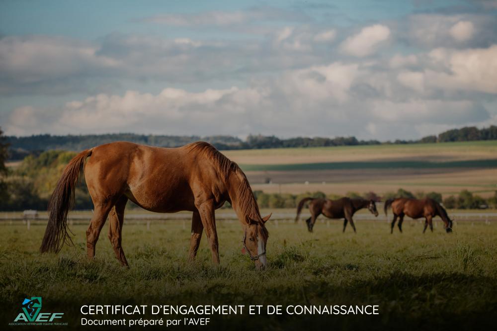 chevaux au près